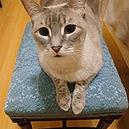 Kirby joined the competition — help win amazing prizes! animal, blue_cushion, cat, closeup, cozy, curious, domestic_cat, ears, feline, indoor, looking_at_camera, paws, pet, sitting, stool, striped, texture, warm_lighting, whiskers, wooden_floor