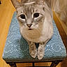 animal, blue_cushion, cat, closeup, cozy, curious, domestic_cat, ears, feline, indoor, looking_at_camera, paws, pet, sitting, stool, striped, texture, warm_lighting, whiskers, wooden_floor
