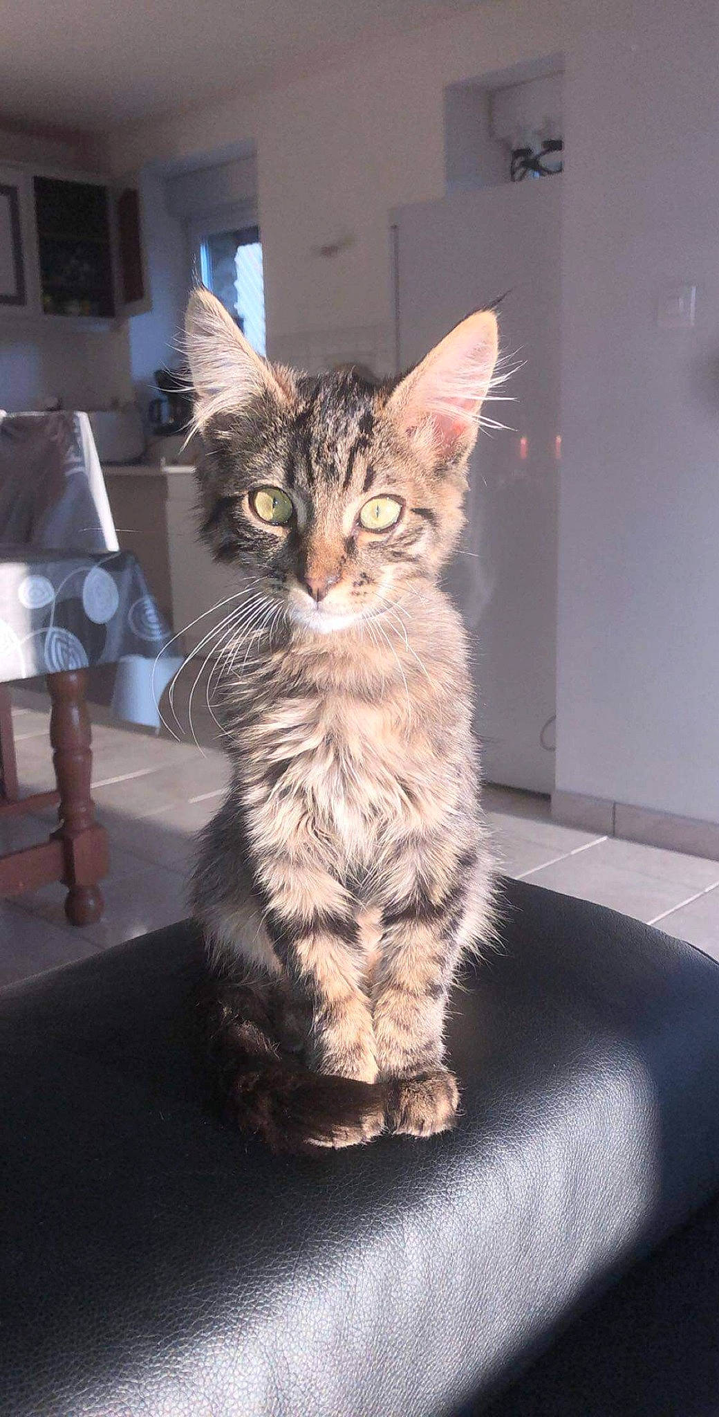 Boby participe au concours pour gagner de l'argent avec cette photo : american_shorthair, asian, california_spangled, carnivore, cat, domestic_short_haired_cat, dragon_li, egyptian_mau, european_shorthair, felidae, kitten, maine_coon, mammal, pixie_bob, small_to_medium_sized_cats, sokoke, tabby_cat, toyger, vertebrate, whiskers