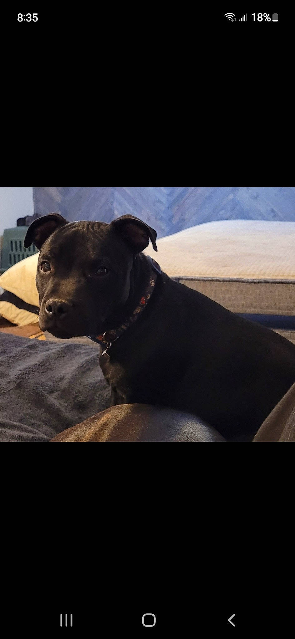 Stella is registered to the contest to win money with this photo: canidae, carnivore, collar, comfort, companion_dog, dog, dog_breed, dog_collar, eye, fawn, flash_photography, landscape, sitting, snout, sporting_group, terrestrial_animal, tints_and_shades, whiskers, window, working_animal