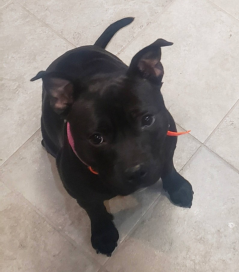 Stella joined the competition — help win amazing prizes! borador, carnivore, collar, companion_dog, dog, dog_breed, dog_collar, flooring, guard_dog, hunting_dog, leash, non_sporting_group, pet_supply, snout, sporting_group, tail, terrestrial_animal, whiskers, working_animal