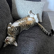 Puma participe au concours pour gagner de l'argent avec cette photo : animal, cat, collar, comfort, couch, cozy, feline, fur, gray, home, indoor, pet, pillow, relaxed, resting, sleeping, tabby_cat, tail, texture, whiskers
