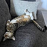 animal, cat, collar, comfort, couch, cozy, feline, fur, gray, home, indoor, pet, pillow, relaxed, resting, sleeping, tabby_cat, tail, texture, whiskers