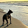 Koa is registered to the contest to win money with this photo: dog, beach, sand, waves, ocean, sunset, pier, leash, water, shore, silhouette, outdoor, animal, canine, nature, coast, reflection, footprints, sky, calm