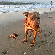 Koa is registered to the contest to win money with this photo: dog, beach, sand, sea, waves, collar, footprints, shells, person, water, sky, clouds, sunset, animal, pet, shore, leash, outdoor, nature, walking