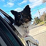 dog, car, window, outdoor, sky, blue_sky, suburban, street, tree, electric_pole, road, pet, canine, fur, collar, leash, daylight, reflection, travel, animal