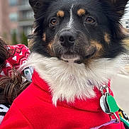 Athena joined the competition — help win amazing prizes! dog, animal, pet, hoodie, red_clothing, leash, collar, tags, person_hand, nails, urban, outdoor, portrait, fur, ears, face, brown_eyes, black_fur, white_fur, cute