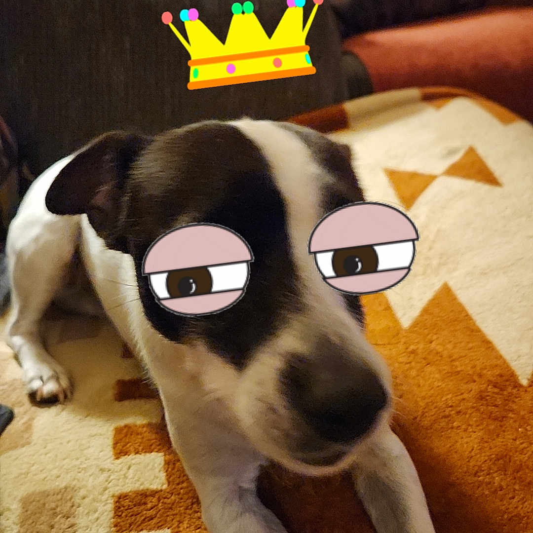 Slim Shady is registered to the contest to win money with this photo: animal, architecture, baby, building, canine, chair, couch, cushion, dog, furniture, homedecor, hound, indoors, interiordesign, livingroom, person, pet, pointer, puppy, room