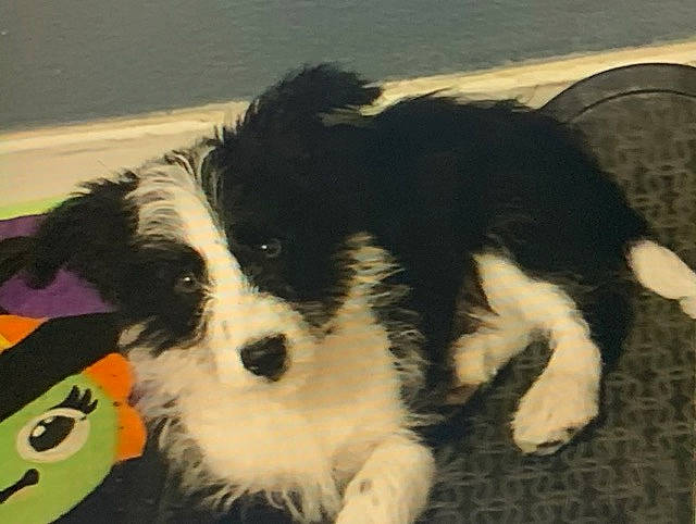 Berry joined the competition — help win amazing prizes! border_collie, bored, canidae, carnivore, companion_dog, dog, dog_breed, fur, herding_dog, landseer, non_sporting_group, snout, sporting_group, terrestrial_animal, toy_dog, working_animal, working_dog