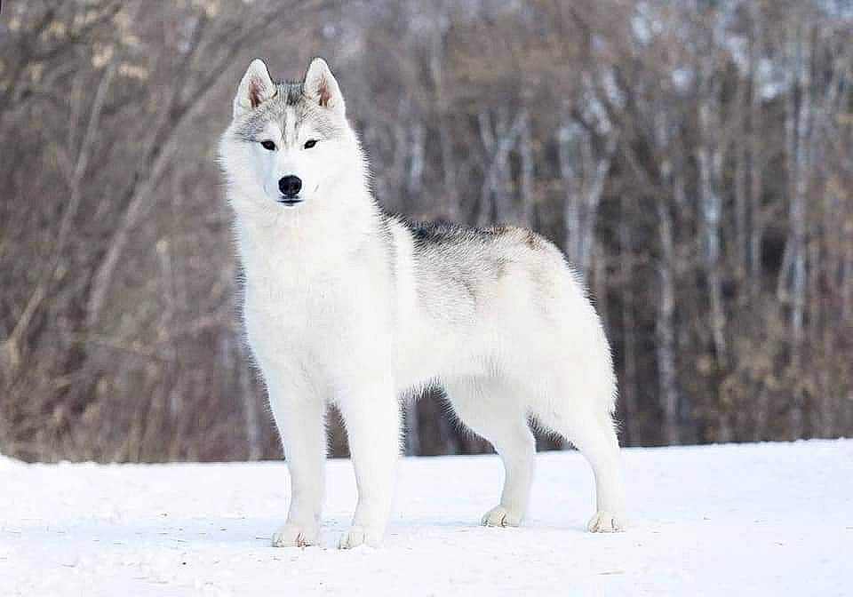Yuki a rejoint le concours — aidez-le/la à gagner de superbes lots ! arctic_fox, canaan_dog, canadian_eskimo_dog, canidae, canis_lupus_tundrarum, carnivore, dog, dog_breed, east_siberian_laika, greenland_dog, mammal, native_american_indian_dog, sakhalin_husky, seppala_siberian_sleddog, siberian_husky, snow, vertebrate, west_siberian_laika, wildlife, wolfdog