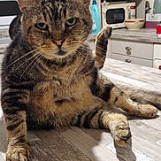 Hugo a rejoint le concours — aidez-le/la à gagner de superbes lots ! animal, cabinet, cat, countertop, cute, domestic, feline, fur, household, indoor, kitchen, microwave, paw, pet, portrait, relaxed, sitting, tabby_cat, whiskers, wooden_floor