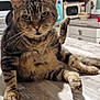 animal, cabinet, cat, countertop, cute, domestic, feline, fur, household, indoor, kitchen, microwave, paw, pet, portrait, relaxed, sitting, tabby_cat, whiskers, wooden_floor