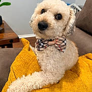 Cai Ro is registered to the contest to win money with this photo: dog, bow_tie, yellow_cushion, curly_fur, indoor, sofa, pet, cute, fluffy, portrait, animal, home, cozy, brown_nose, big_eyes, resting, furniture, decor, plaid, companion