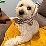 dog, bow_tie, yellow_cushion, curly_fur, indoor, sofa, pet, cute, fluffy, portrait, animal, home, cozy, brown_nose, big_eyes, resting, furniture, decor, plaid, companion
