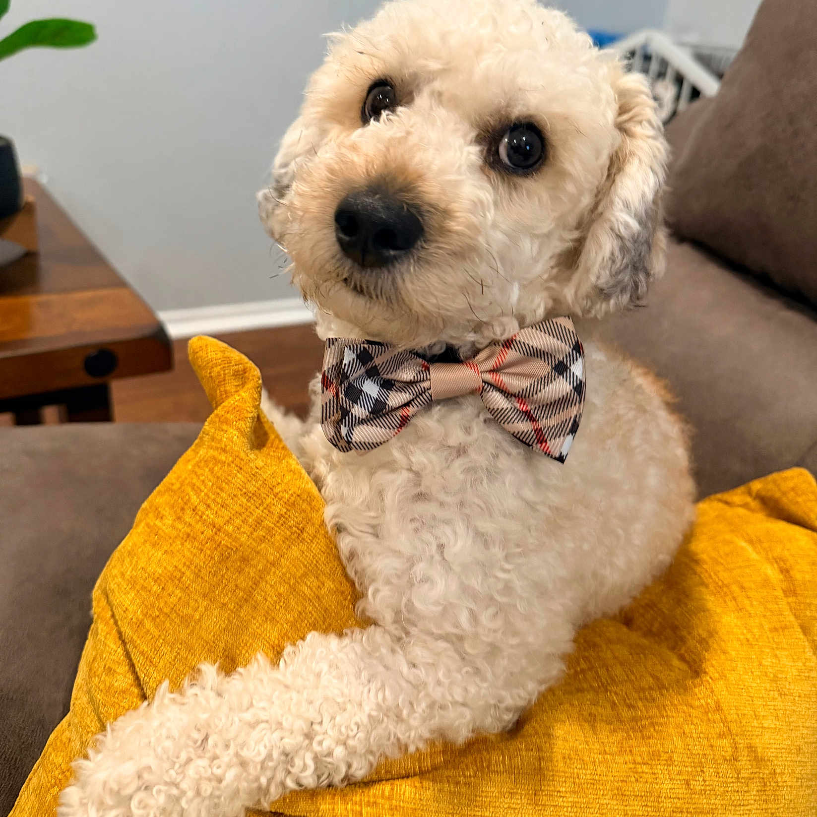 Cai Ro is registered to the contest to win money with this photo: dog, bow_tie, yellow_cushion, curly_fur, indoor, sofa, pet, cute, fluffy, portrait, animal, home, cozy, brown_nose, big_eyes, resting, furniture, decor, plaid, companion