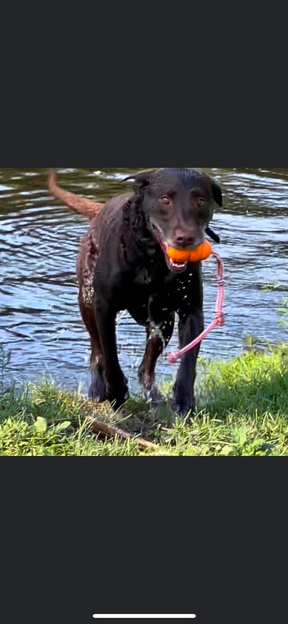 Eli joined the competition — help win amazing prizes! canidae, carnivore, collar, companion_dog, dog, dog_breed, dog_collar, grass, gun_dog, lake, liquid, liver, plant, snout, sporting_group, tail, terrestrial_animal, water, working_animal, working_dog