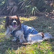 Maxi joined the competition — help win amazing prizes! dog, denim_jacket, grass, outdoor, sunlight, pet, canine, animal, nature, leafy_plants, relaxed, tongue_out, fur, mammal, casual, summer, shade, resting, friendly, daytime