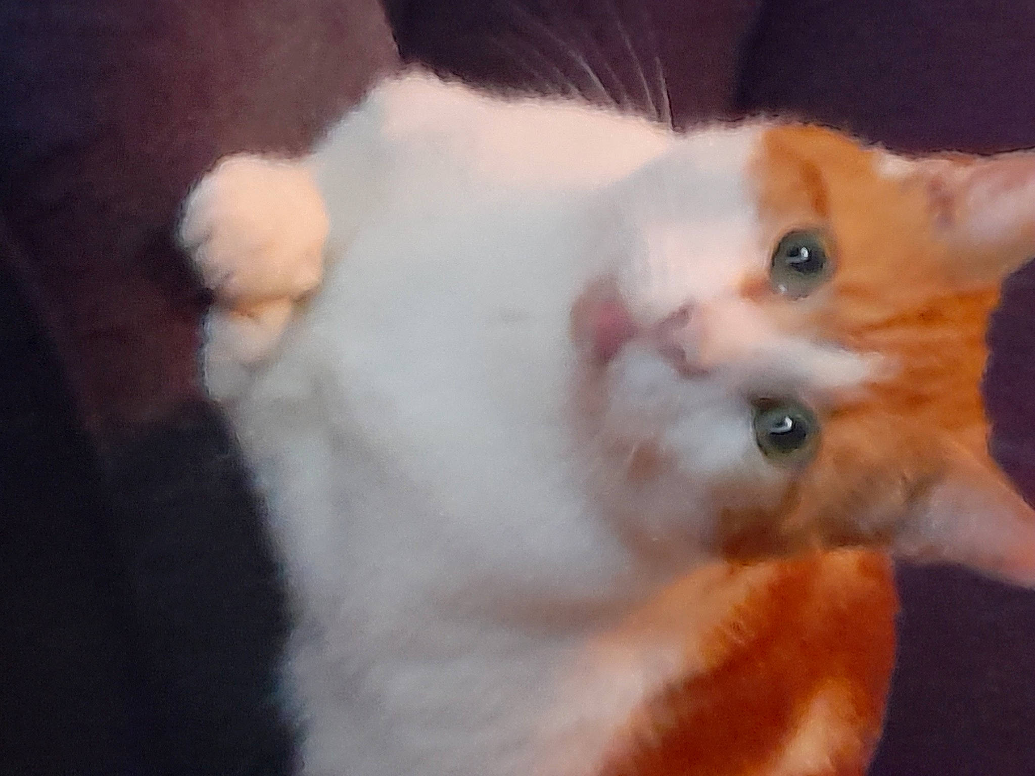 Astérix participe au concours pour gagner de l'argent avec cette photo : carnivore, cat, domestic_short_haired_cat, ear, fawn, felidae, fur, paw, small_to_medium_sized_cats, tail, terrestrial_animal, whiskers