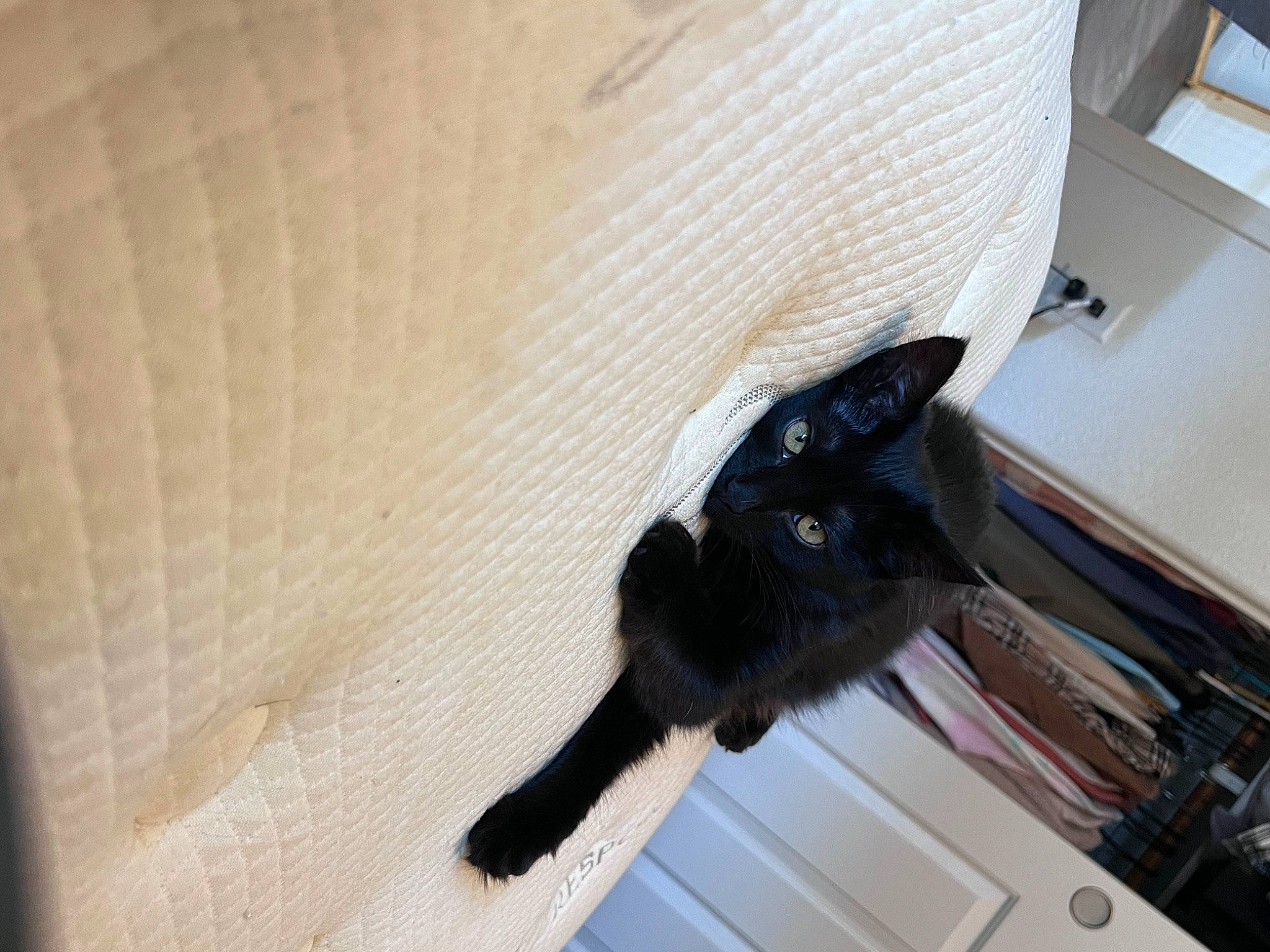 Bloo is registered to the contest to win money with this photo: black_cat, canidae, carnivore, cat, claw, comfort, dog_breed, domestic_short_haired_cat, felidae, flooring, fur, hardwood, room, small_to_medium_sized_cats, snout, sporting_group, tail, vehicle_door, whiskers, wood