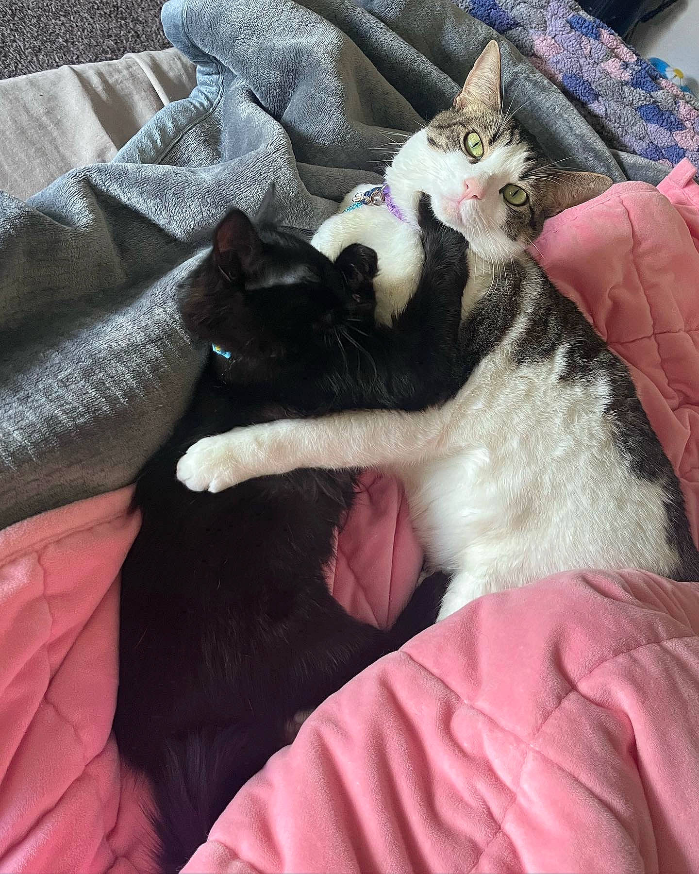 Bloo joined the competition — help win amazing prizes! carnivore, cat, claw, comfort, domestic_short_haired_cat, felidae, fur, grey, human_leg, lap, linens, mammal, paw, small_to_medium_sized_cats, tail, textile, vertebrate, whiskers