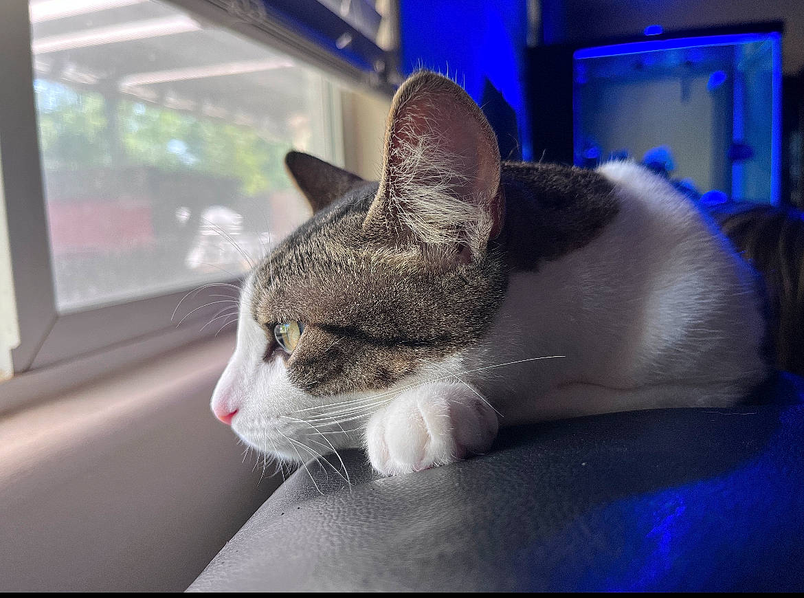 Chanhee joined the competition — help win amazing prizes! auto_part, automotive_window_part, carnivore, cat, claw, comfort, domestic_short_haired_cat, electric_blue, felidae, fur, nap, paw, small_to_medium_sized_cats, snout, tail, vehicle_door, whiskers, window, windshield