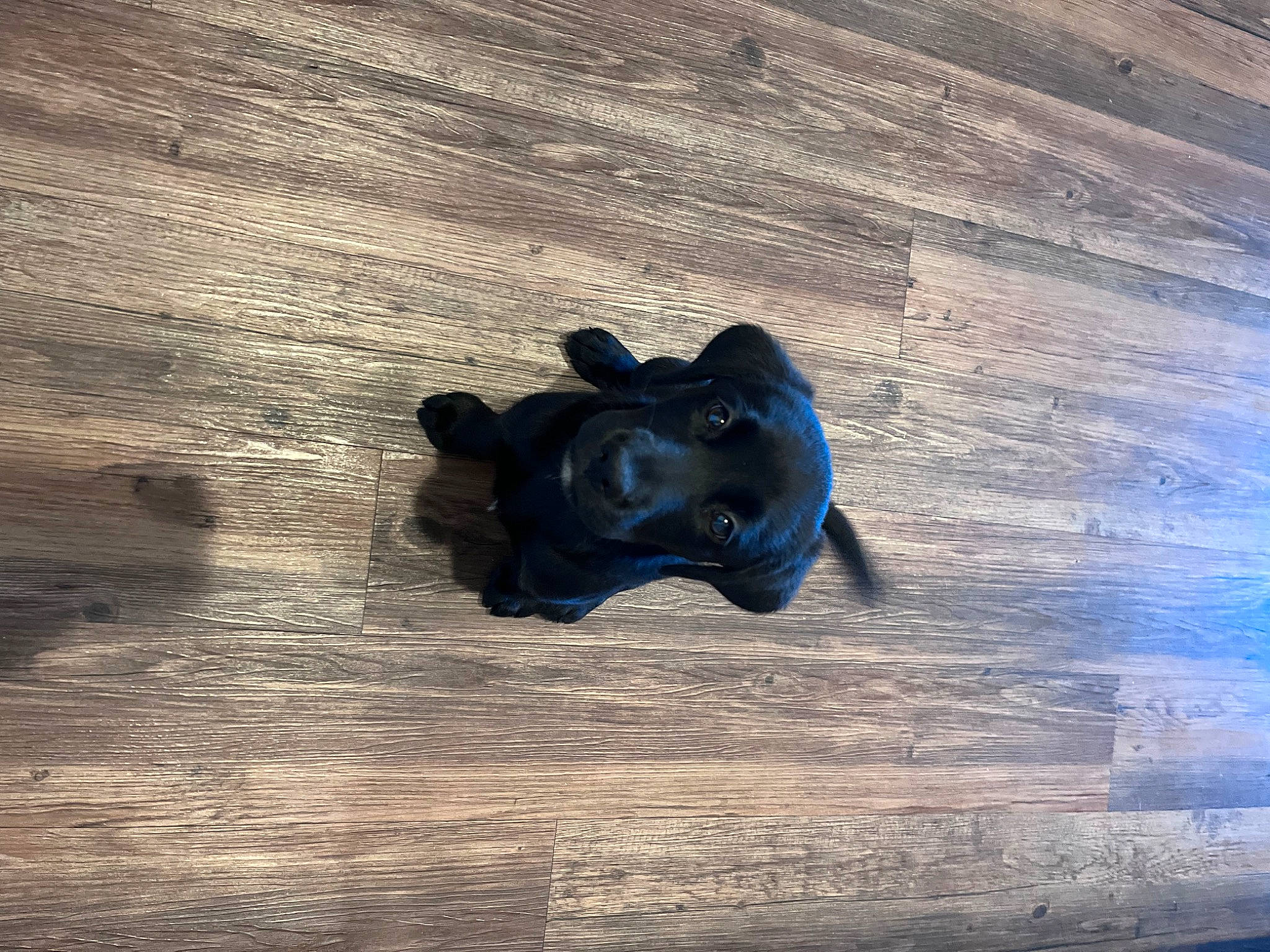 Evie is registered to the contest to win money with this photo: art, electric_blue, eye, fawn, floor, flooring, hardwood, laminate_flooring, metal, plywood, sculpture, shadow, snout, tints_and_shades, toy, visual_arts, water, wood, wood_flooring, wood_stain