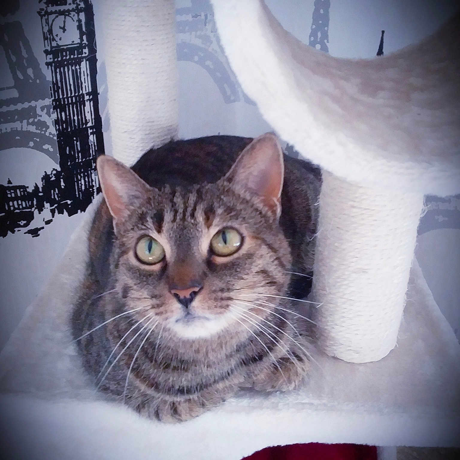 Mimie