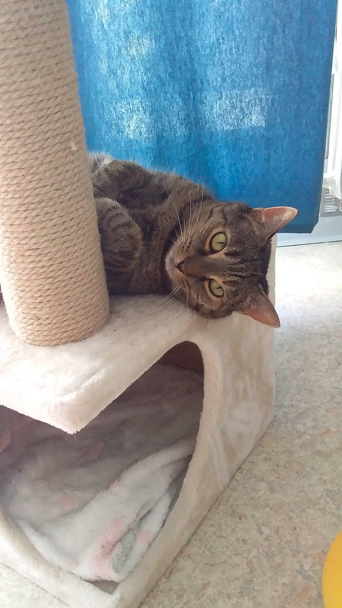 Mimie participe au concours pour gagner de l'argent avec cette photo : carnivore, cat, cat_bed, cat_supply, comfort, couch, fawn, felidae, flooring, fur, grey, linens, mammal, outdoor_furniture, pet_supply, small_to_medium_sized_cats, tail, whiskers, window, wood