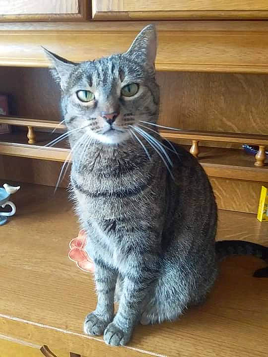 Mimie participe au concours pour gagner de l'argent avec cette photo : carnivore, cat, claw, domestic_short_haired_cat, felidae, flooring, fur, grey, hardwood, paw, shelf, sitting, small_to_medium_sized_cats, tail, terrestrial_animal, whiskers, window