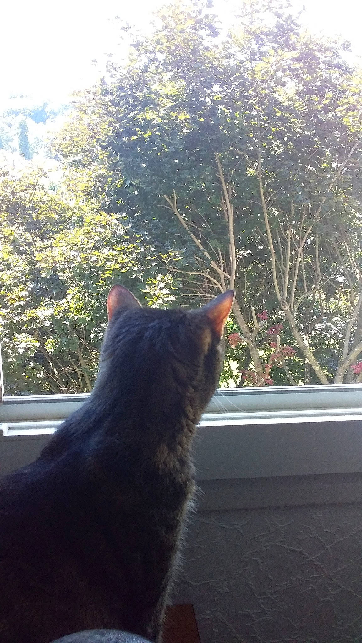 Mimie participe au concours pour gagner de l'argent avec cette photo : carnivore, cat, comfort, domestic_short_haired_cat, fawn, felidae, flower, flowerpot, fur, grass, houseplant, plant, small_to_medium_sized_cats, sunlight, tail, tints_and_shades, tree, whiskers, window, wood