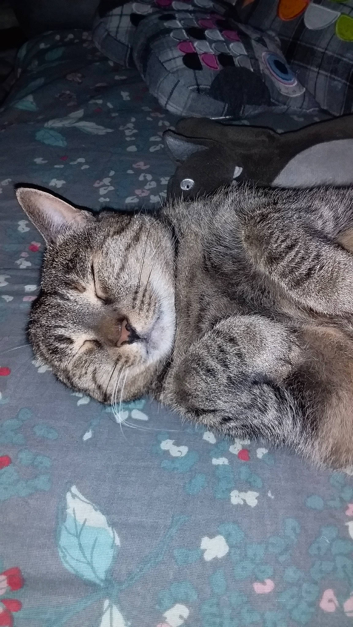 Mimie a rejoint le concours — aidez-le/la à gagner de superbes lots ! automotive_tire, carnivore, cat, claw, domestic_short_haired_cat, felidae, fur, grass, grey, mammal, nap, pattern, paw, road_surface, small_to_medium_sized_cats, snout, tail, terrestrial_animal, tree, whiskers