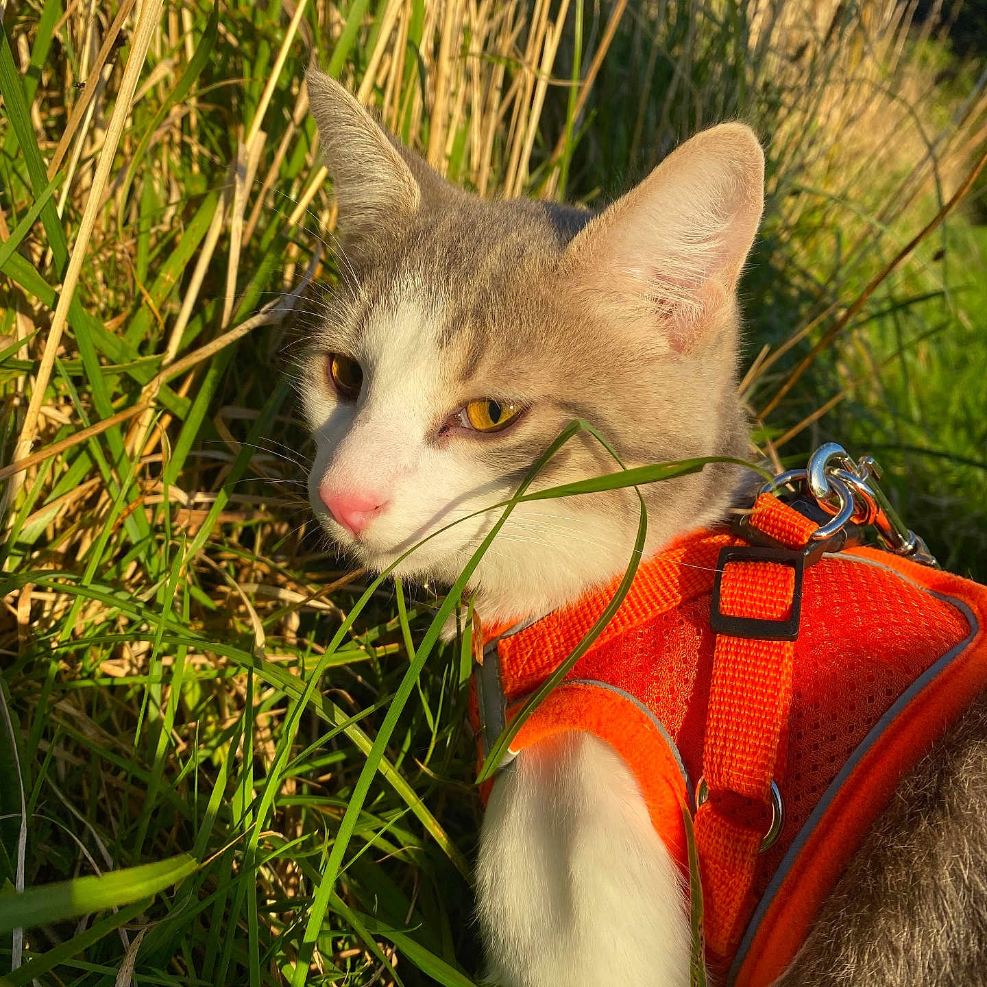 Vodka a rejoint le concours — aidez-le/la à gagner de superbes lots ! abyssinian, accessories, animal, bag, cat, field, grass, grassland, handbag, harness, kitten, leash, manx, nature, outdoors, pet, plant, reed, strap, vegetation