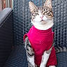 animal, cat, chair, colorful_background, ears, funny_expression, fur, green_eyes, outdoor, pet, pink_clothing, pink_nose, portrait, shirt, sitting, tabby, whiskers, white_paws, wicker, woven_texture