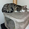 animal, cat, cat_condo, content, cozy, cute, domestic, ears, feline, fur, home, indoor, pet, quiet, relaxing, resting, scratching_post, sleeping, tabby, whiskers