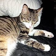 Biscotte participe au concours pour gagner de l'argent avec cette photo : cat, tabby, sleeping, pet, feline, fur, whiskers, paw, nose, closed_eyes, quilted_bedspread, pillow, striped_cushion, indoor, cozy, resting, domestic_animal, animal, soft, cute
