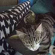 Biscotte a rejoint le concours — aidez-le/la à gagner de superbes lots ! animal, cat, closeup, comfort, cozy, cushion, domestic_cat, furniture, home, indoor, mammal, pet, pillow, relaxed, resting, sleeping, sofa, striped_fur, tabby_cat, whiskers
