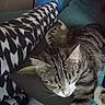 animal, cat, closeup, comfort, cozy, cushion, domestic_cat, furniture, home, indoor, mammal, pet, pillow, relaxed, resting, sleeping, sofa, striped_fur, tabby_cat, whiskers