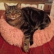 Manolo participe au concours pour gagner de l'argent avec cette photo : animal, cat, companion, cozy, cute, domestic_cat, ears, feline, fluffy, fur, indoor, paw, pet_bed, relaxed, resting, sleepy, striped, tabby_cat, whiskers, wooden_floor