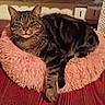 animal, cat, companion, cozy, cute, domestic_cat, ears, feline, fluffy, fur, indoor, paw, pet_bed, relaxed, resting, sleepy, striped, tabby_cat, whiskers, wooden_floor