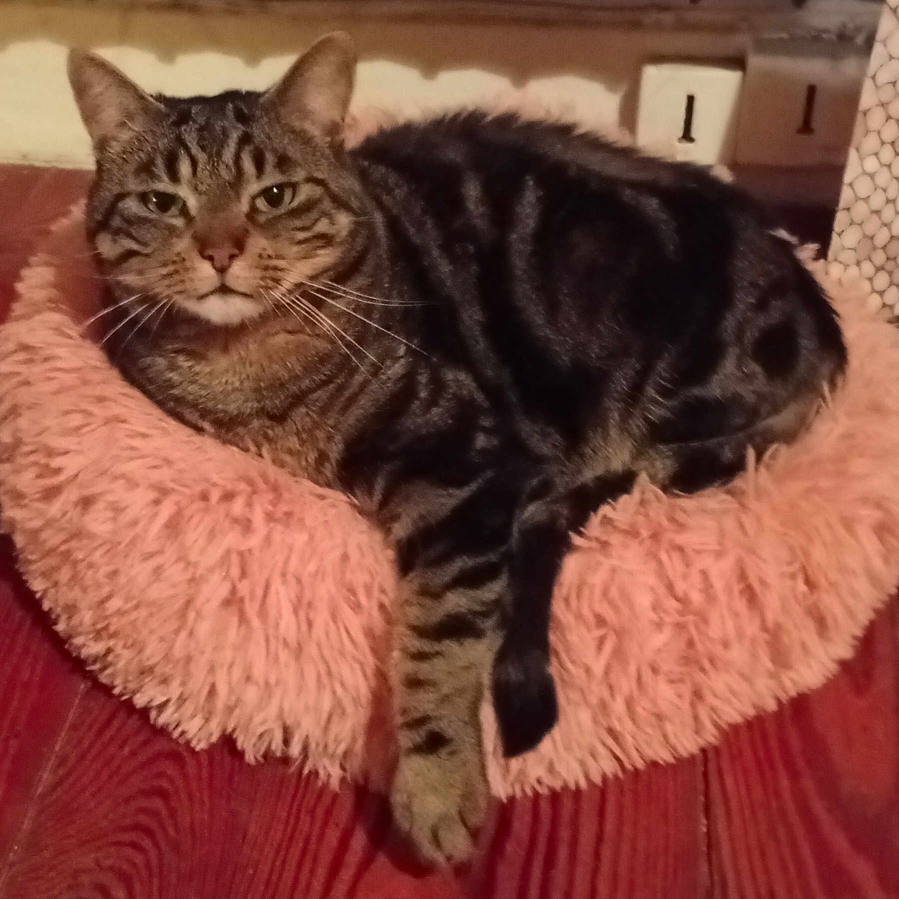 Manolo