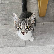 Mia participe au concours pour gagner de l'argent avec cette photo : animal, cat, curious, cute, domestic_cat, ears, feline, floor, gray_cat, indoor, kitten, looking_up, pet, small, tail, whiskers, white_cat, wooden_floor, yellow_table_leg, young_cat