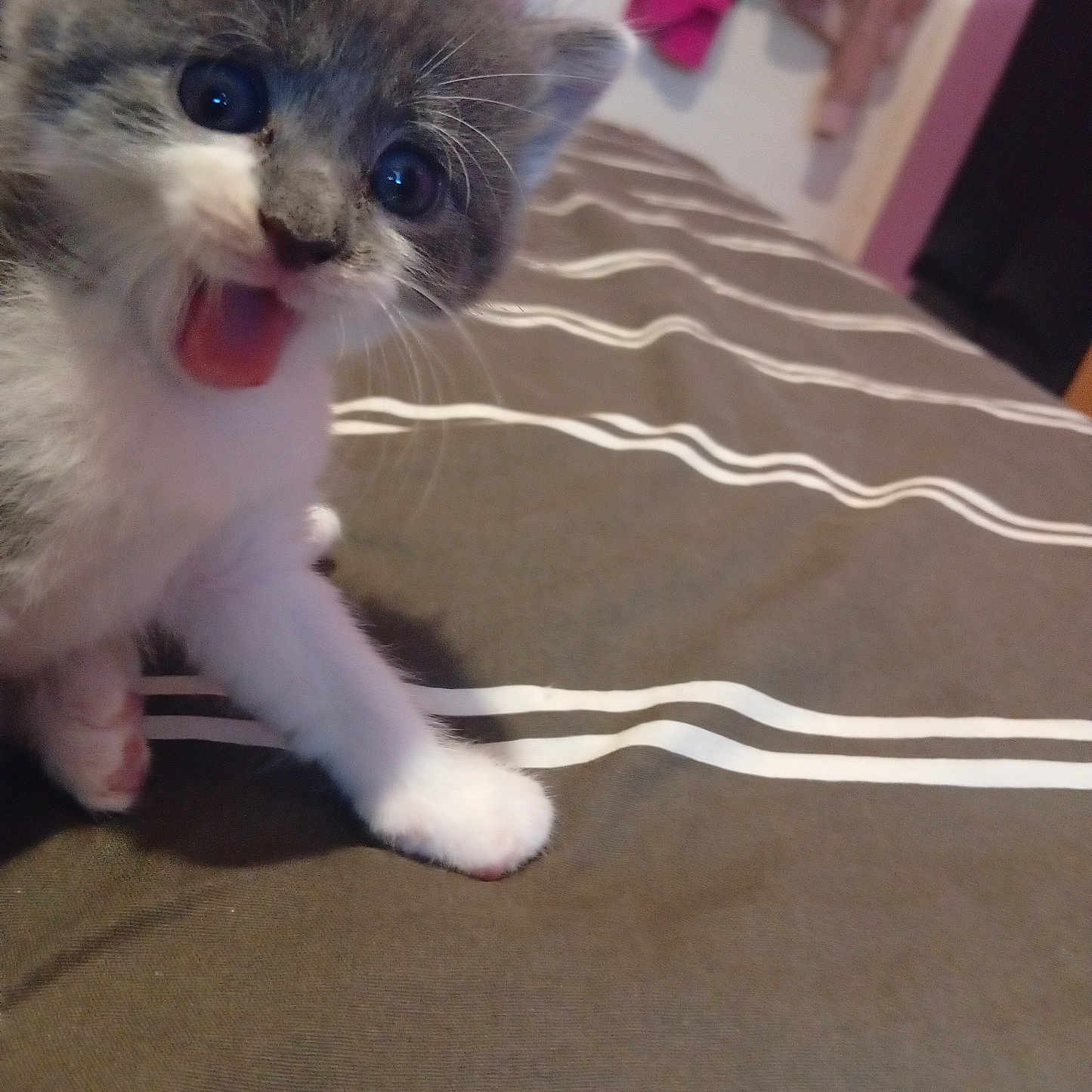 Mia