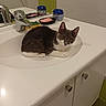 animal, bathroom, cat, countertop, cute, faucet, feline, gray_and_white, indoors, kitten, lying_down, mirror, pet, portrait, sink, sitting, soap, sponge, tiles, wide_eyed