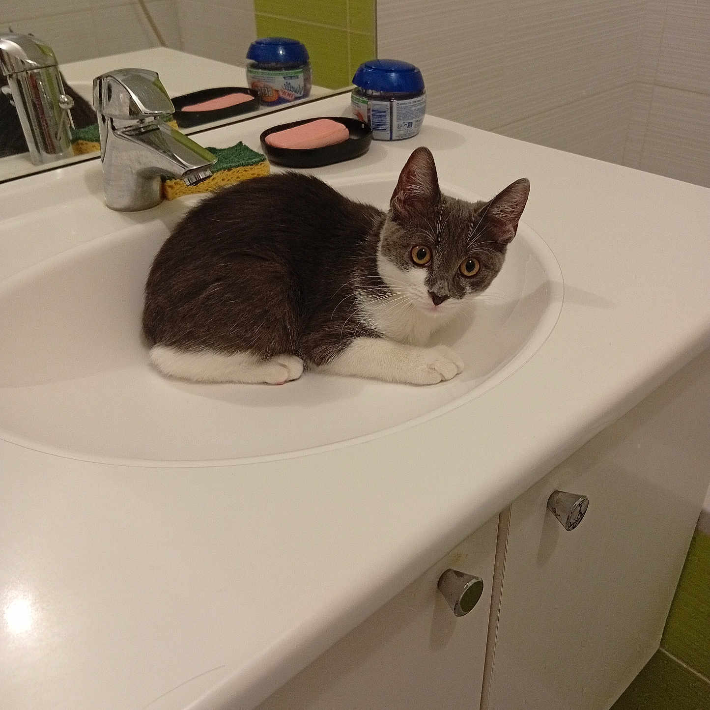 Gismo