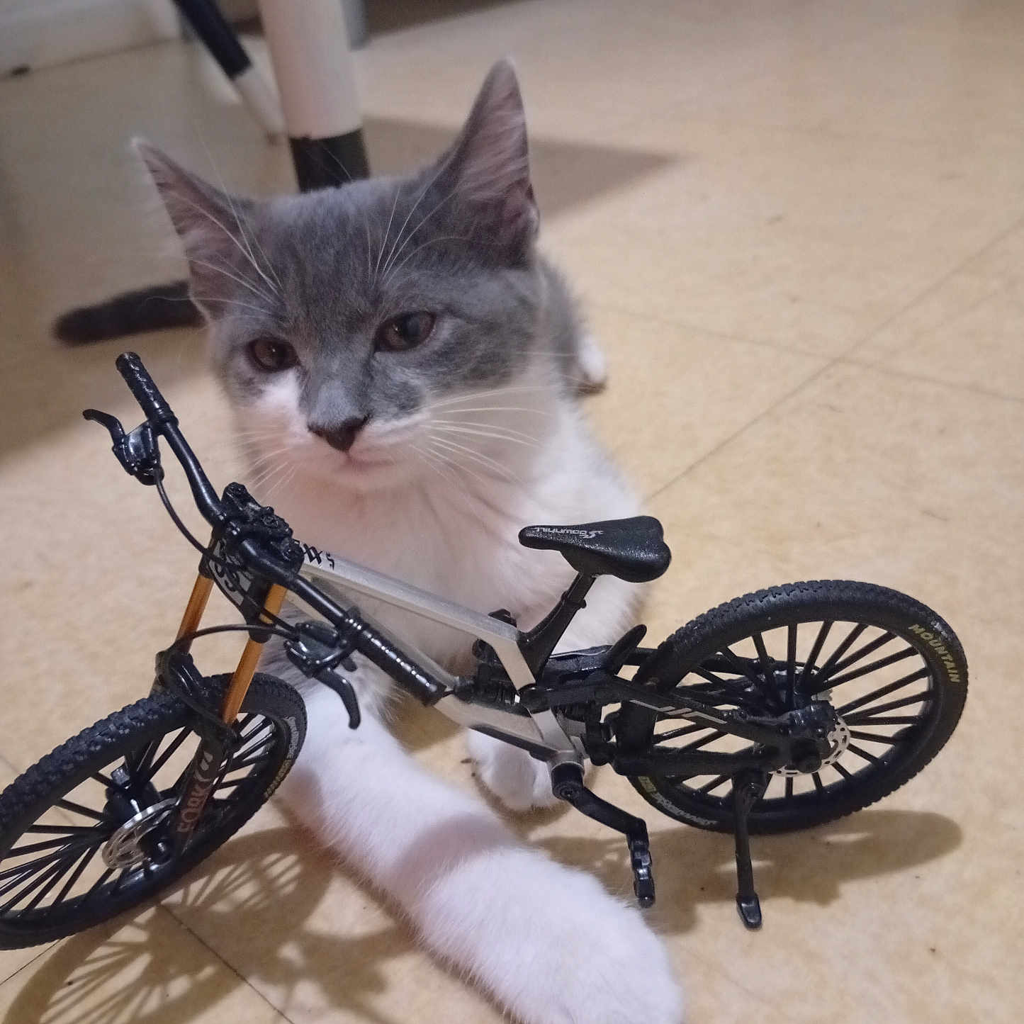 Gismo
