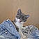 Gismo