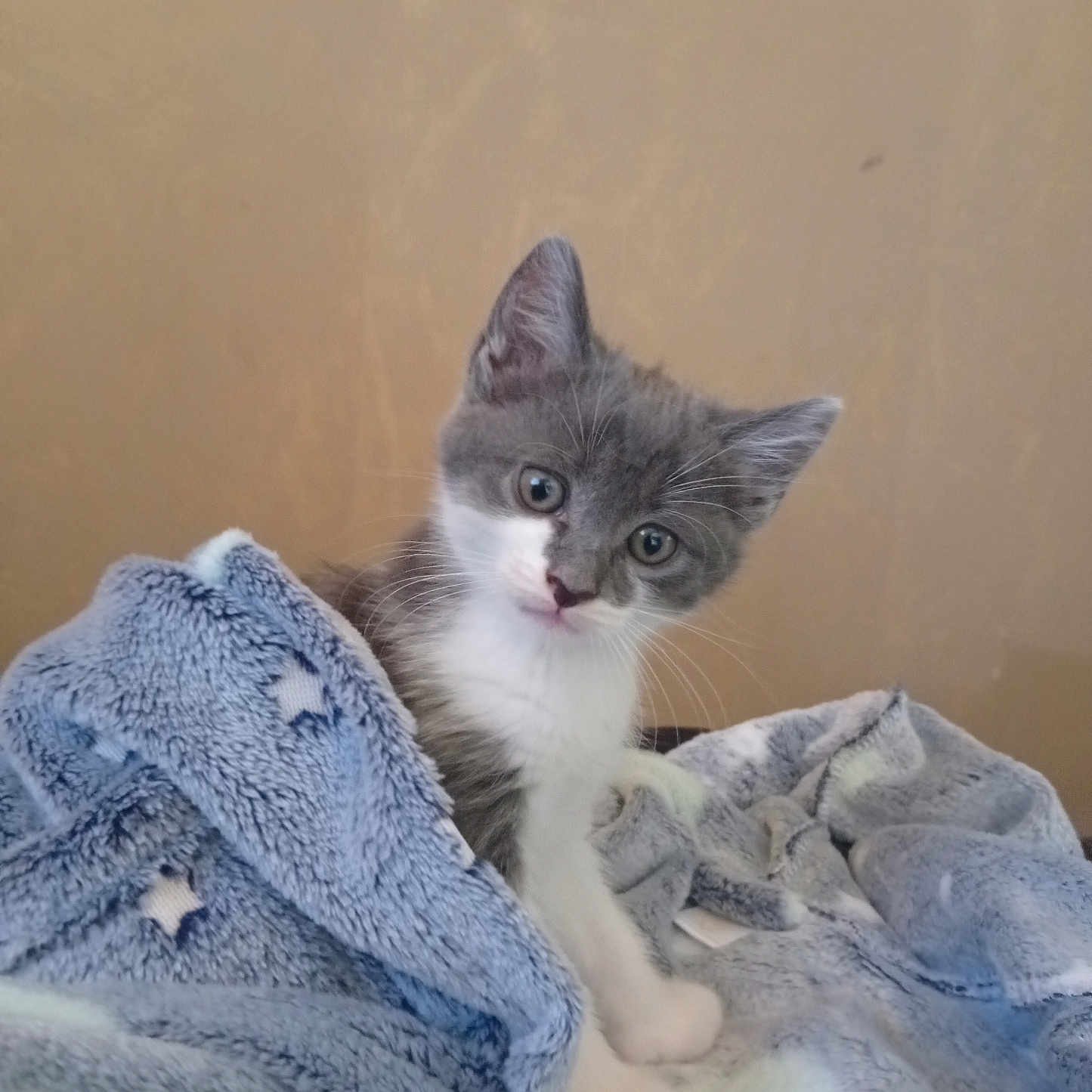 Gismo