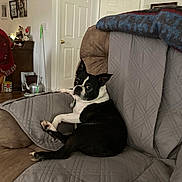 Ellie is registered to the contest to win money with this photo: dog, black_and_white, couch, quilted_cover, living_room, pet, domestic, relaxed, side_eye, furniture, door, blanket, indoor, mop, teapot, picture_frame, home_decor, wood_floor, casual, companion