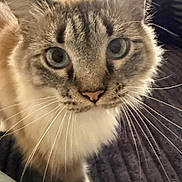 Sassy joined the competition — help win amazing prizes! animal, blue_eyes, cat, close_up, cozy, curious, domestic_cat, face, furniture, furry, home, indoor, lamp, living_room, pet, portrait, soft_light, striped, texture, whiskers