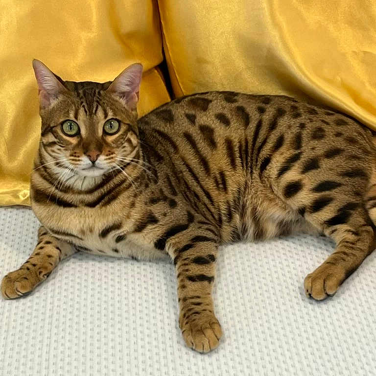 Romeo is registered to the contest to win money with this photo: abyssinian, animal, blanket, cat, cushion, egyptiancat, homedecor, kitten, manx, ocelot, person, pet, sleeping